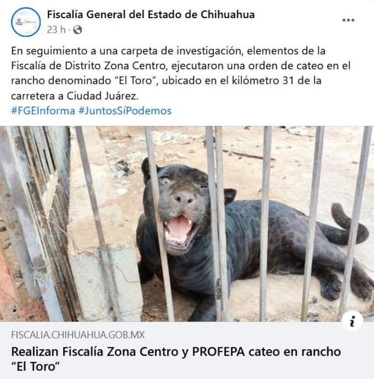 Jaguar ataca a menor y le quita el brazo