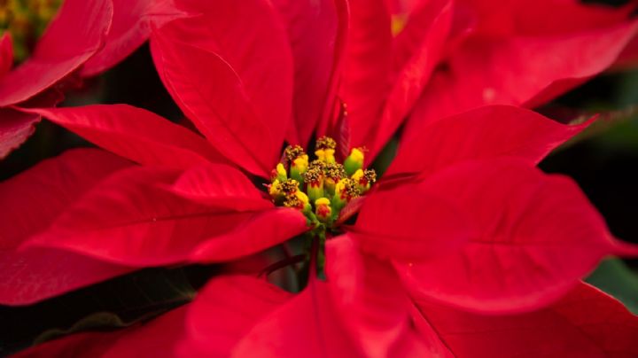 Flor de nochebuena: Así es como debes regar tu plantita para cuidarla de forma adecuada