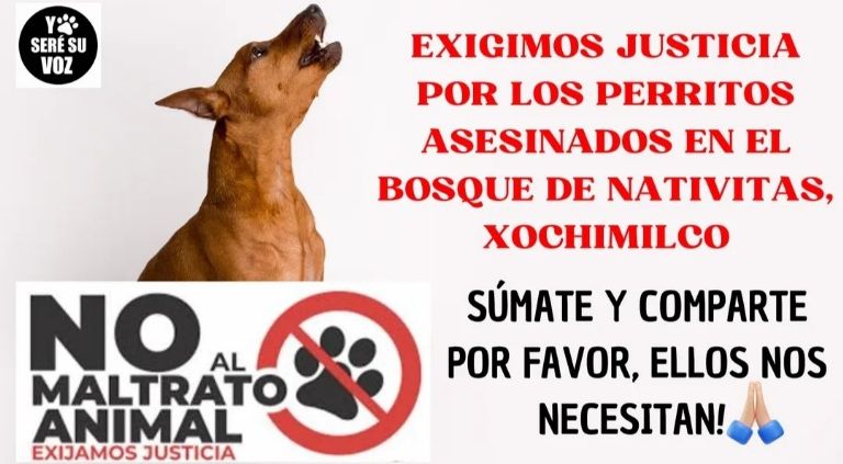 Asesinato de perros en bosque de Nativitas