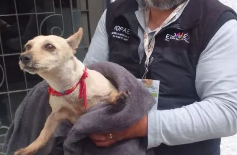 Agresor de perrito en Naucalpan