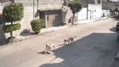 Patrulla atropella un perrito y causa indignación; vecinos en Chimalhuacán piden justicia