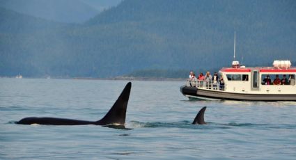 Grupo de orcas ataca yate turístico hasta hundirlo en España; pasajeros sobreviven