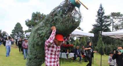 Inicia venta de árboles navideños en la Ciudad de México: Horarios y costos