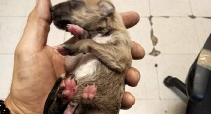 Cachorro es rescatado de las vías del Metro en la estación Chabacano; regresa con su dueño