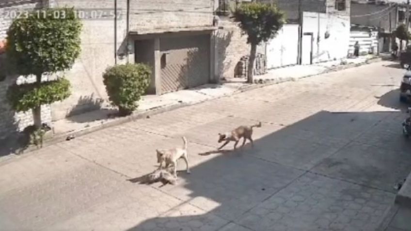 Patrulla atropella un perrito y causa indignación; vecinos en Chimalhuacán piden justicia