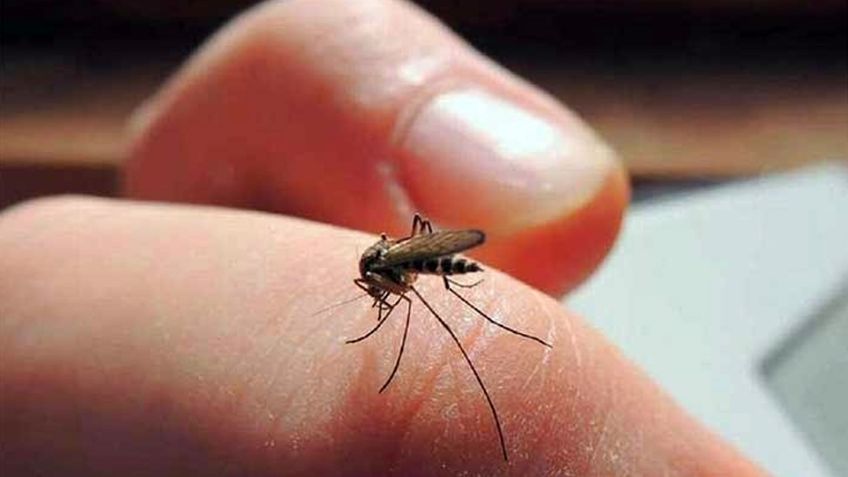 Alarmante brote de dengue en Guaymas preocupa; autoridades toman acciones