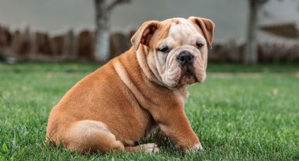 Perrito hace desgarrador acto de lealtad frente el ataúd de su dueño; fue baleado en un asalto