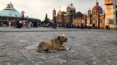 Vecinos de la GAM exigen a peregrinos que no abandonen a sus perros en la Basílica de Guadalupe