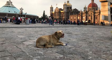 Vecinos de la GAM exigen a peregrinos que no abandonen a sus perros en la Basílica de Guadalupe