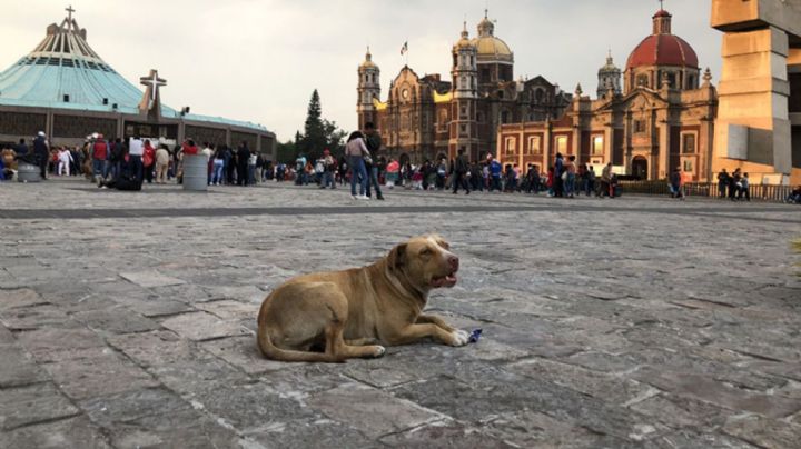 Vecinos de la GAM exigen a peregrinos que no abandonen a sus perros en la Basílica de Guadalupe