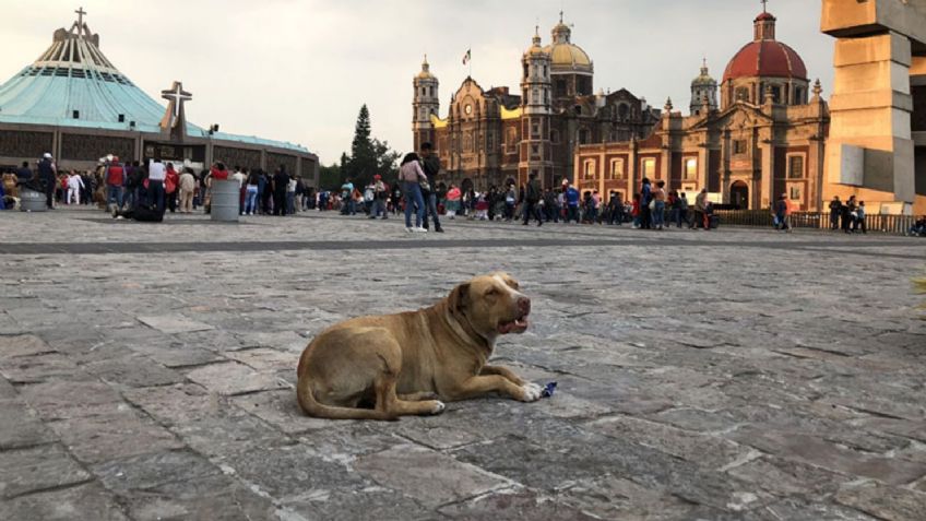 Vecinos de la GAM exigen a peregrinos que no abandonen a sus perros en la Basílica de Guadalupe