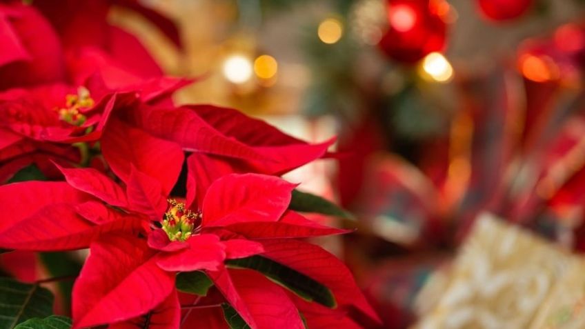 Flor de Nochebuena: ¿Cómo conseguir que dé flores muy rojas? Te enseñamos el truco