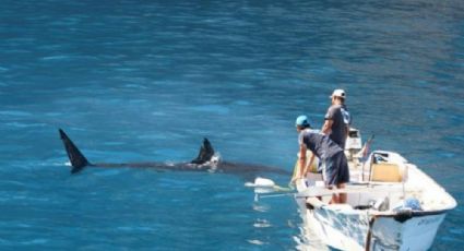 Detectan presencia de tiburones en Bahía del Tobari; afecta captura de callo de hacha