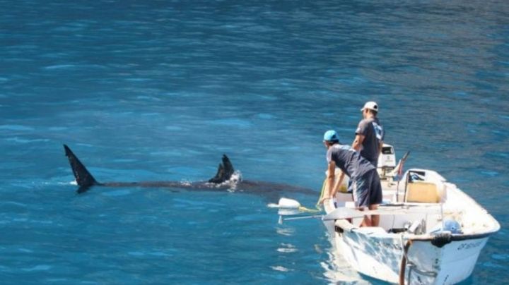 Detectan presencia de tiburones en Bahía del Tobari; afecta captura de callo de hacha