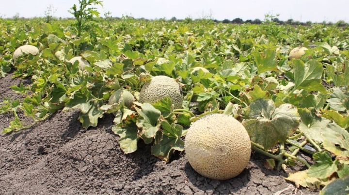 Campo agrícola de Guaymas es clausurado por Cofepris; investigan posible salmonela