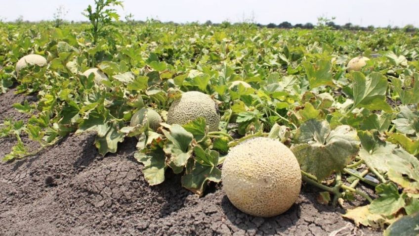 Campo agrícola de Guaymas es clausurado por Cofepris; investigan posible salmonela