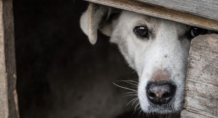 Cae Julio Franklin en el Edomex por maltrato animal; hallan a 6 perros muertos en su casa