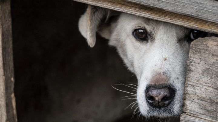 Cae Julio Franklin en el Edomex por maltrato animal; hallan a 6 perros muertos en su casa