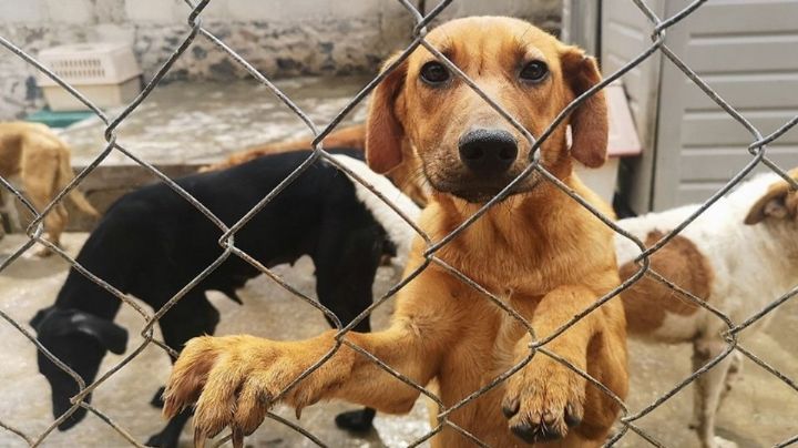 Detienen en CDMX a sujeto que torturaba y mataba perros; encuentran 6 restos animales