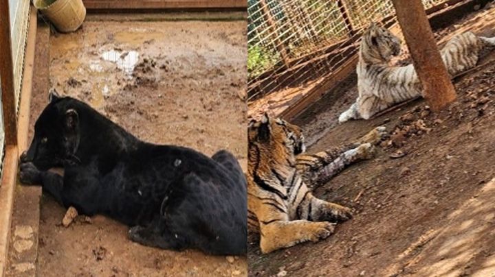 Tigres, jaguares y otros felinos pertenecientes al CJNG fueron asegurados en Jalisco