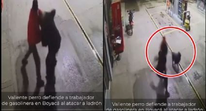 VIDEO: Perro se convierte en héroe al defender a un hombre de un ladrón en Colombia
