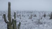 Clima en Sonora HOY 27 de diciembre: Habrá cielo nublado y heladas, advierte Conagua