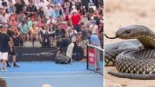VIDEO: Serpiente venenosa irrumpe en juego del ATP de Brisbane y lo retrasa 40 minutos