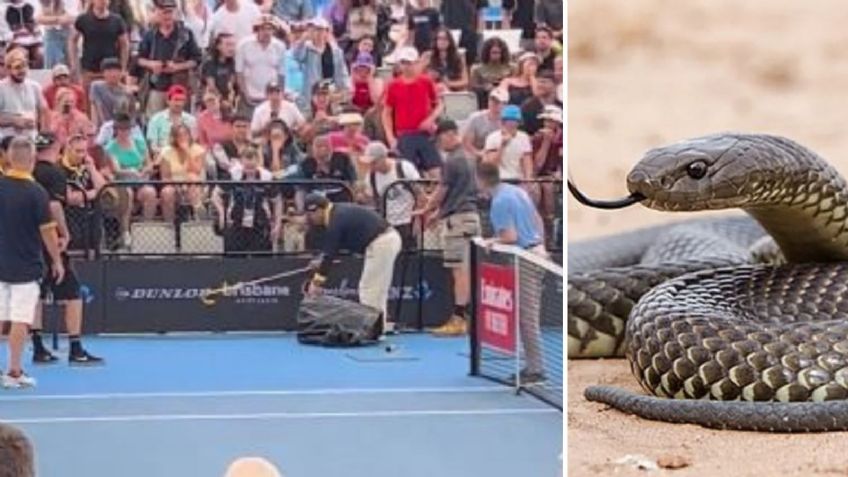 VIDEO: Serpiente venenosa irrumpe en juego del ATP de Brisbane y lo retrasa 40 minutos