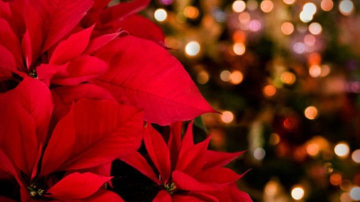 ¿Cómo mantener viva una flor de nochebuena todo el año? Sigue nuestros consejos