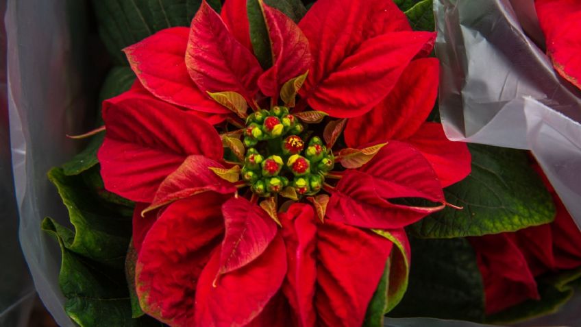 Nochebuena: La flor mexicana que embellece la Navidad, productores y cuidados