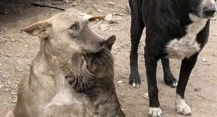 Conmovedor: Difunden FOTO de un perro y un gato abrazados tras ser rescatados en Siria