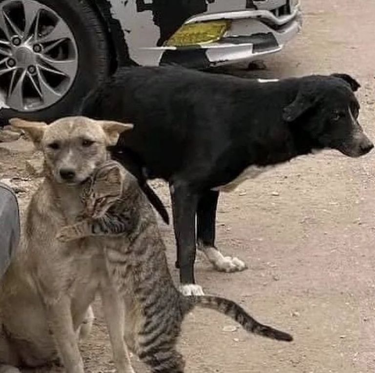 Gato y perro Siria 