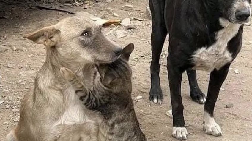 Conmovedor: Difunden FOTO de un perro y un gato abrazados tras ser rescatados en Siria