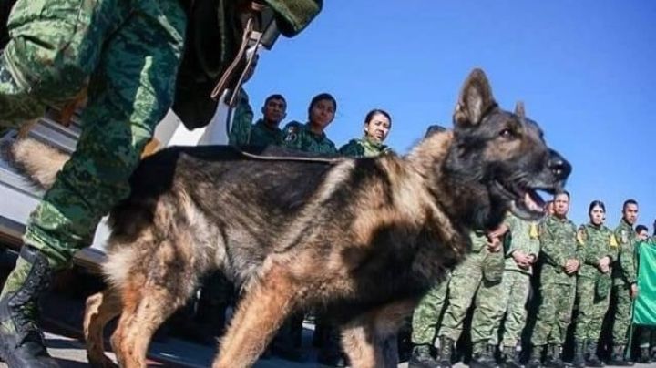 (VIDEO) Luto en México: Muere Proteo, 'perrito' rescatista mexicano que ayudaba en Turquía
