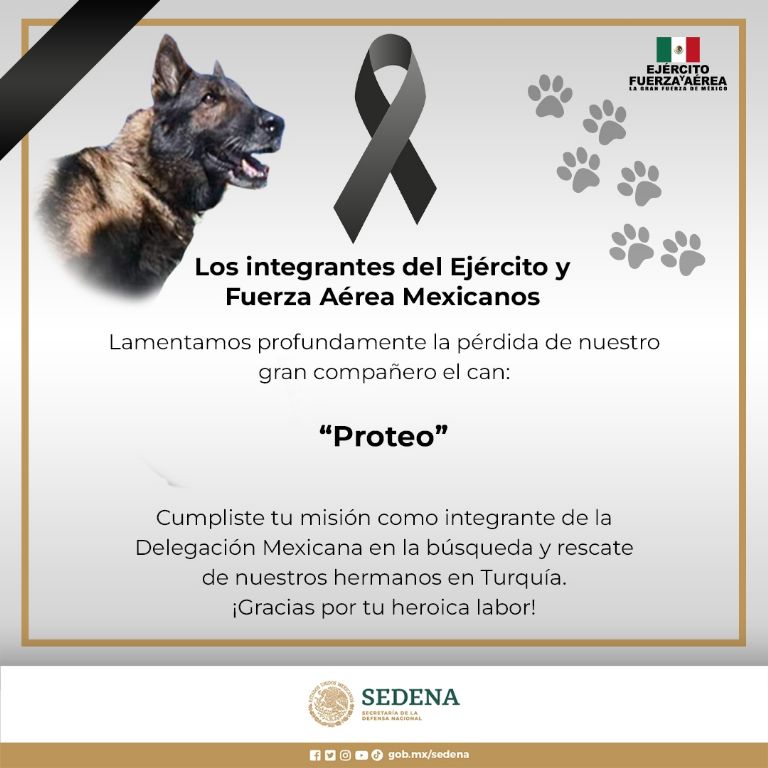 Confirman muerte de Proteo, perro rescatista mexicano. Foto: Twitter