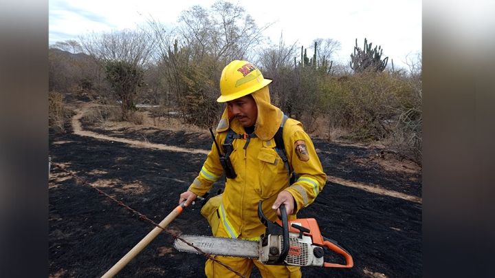 Sonora: Incendio Forestal en Quiriego arrasa con 800 hectáreas y fauna nativa