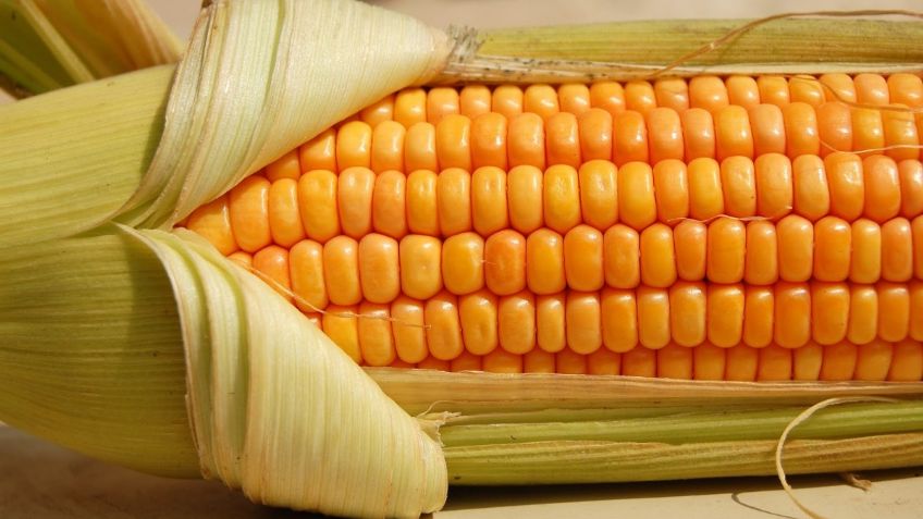 El maíz, la nueva disputa entre el Gobierno de México y el de Estados Unidos