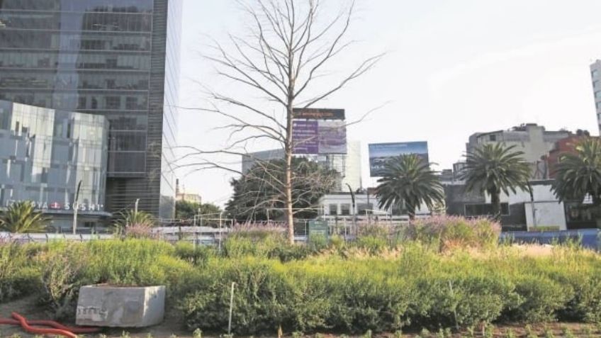 Expertos de Chapingo decidirán el futuro del Ahuehuete de Paseo de la Reforma en CDMX