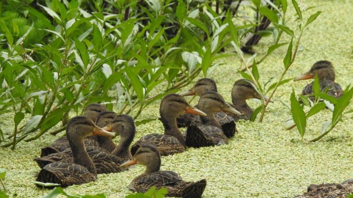 ¡Regresan las aves! Con recuperación de humedales, la CDMX protege al medio ambiente