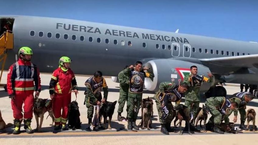 Terremoto en Turquía: Militares y binomios caninos rescataron a 4 personas vivas y recuperaron 37 cuerpos