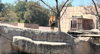 Leones rescatados de Black Jaguar - White Tiger ya se exhiben en Zoológico de Aragón