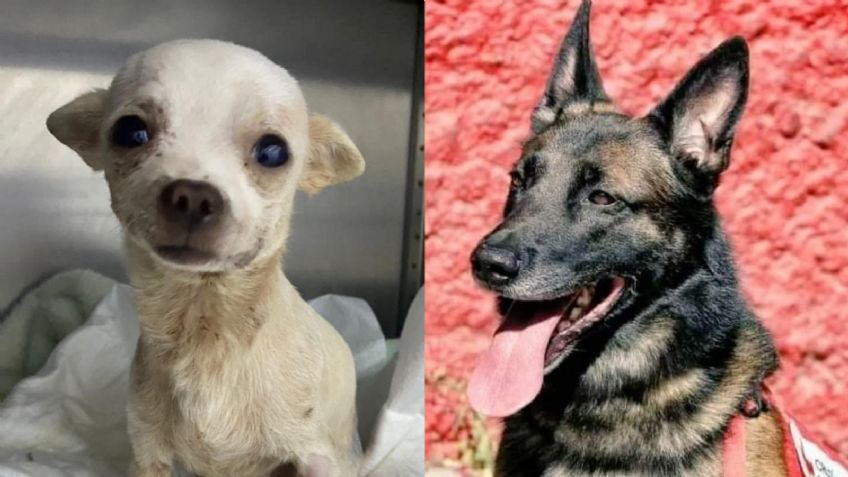 Héroes de 4 patas: México lamenta a 'Pinky' y 'Proteo'; en Turquía homenajean al rescatista