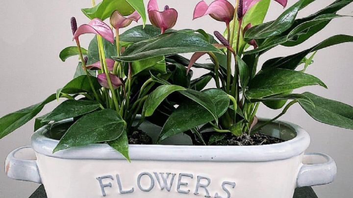 ¡No te lo pierdas! Asiste a la doceava edición del Plant Fest en la Cuauhtémoc, en CDMX