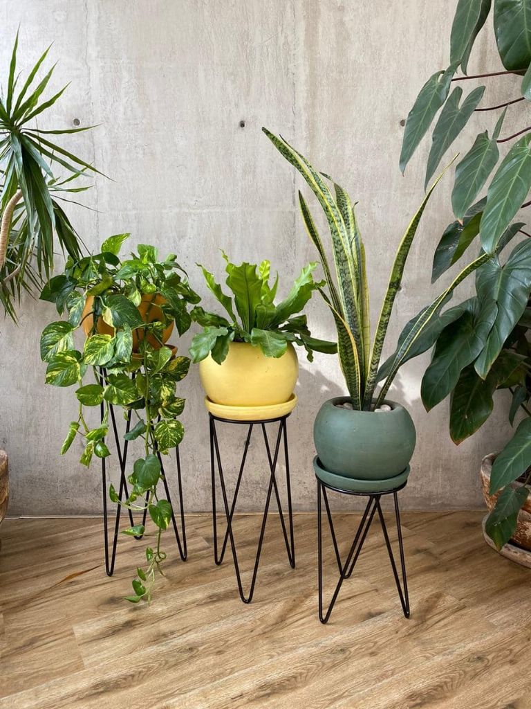 Plant Fest en la CDMX