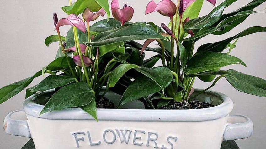 ¡No te lo pierdas! Asiste a la doceava edición del Plant Fest en la Cuauhtémoc, en CDMX