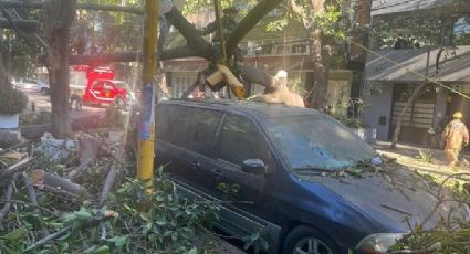 De miedo: Árbol de 20 metros cae sobre primaria en la alcaldía Cuauhtémoc; este es el saldo de daños