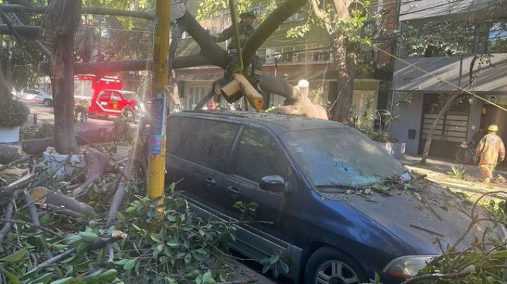 De miedo: Árbol de 20 metros cae sobre primaria en la alcaldía Cuauhtémoc; este es el saldo de daños