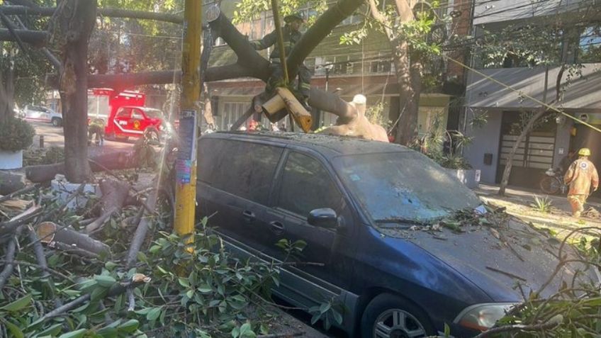 De miedo: Árbol de 20 metros cae sobre primaria en la alcaldía Cuauhtémoc; este es el saldo de daños