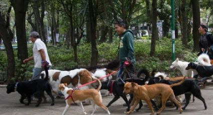 Primero las mascotas; buscan regular y capacitar a paseadores de perros en CDMX