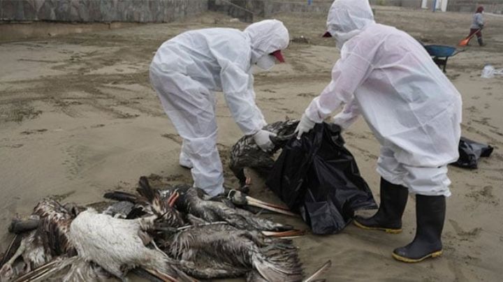 ¿Nueva pandemia a la vista? OMS se pronuncia por vacuna contra gripe aviar para humanos